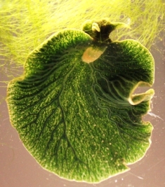 Elysia chlorotica green sea slug